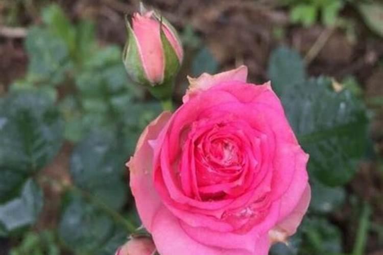 月季花多久施肥一次月季花施肥时间