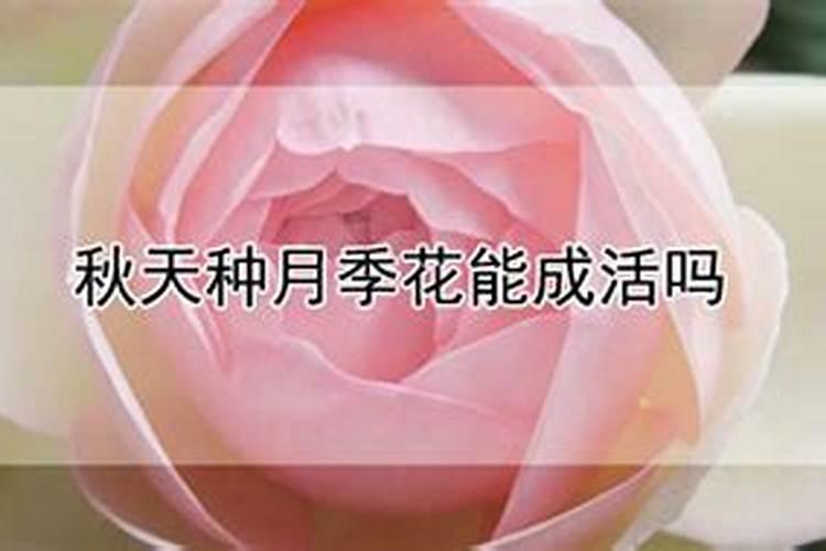 秋季可以给月季花施肥吗