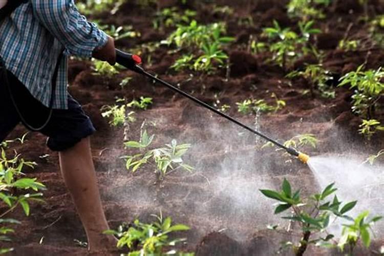 种植西瓜出现烂叶、烂蔓,这是什么原因导致的？该如何防治？