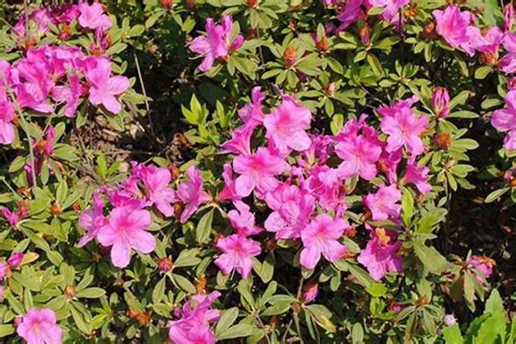 杜鹃花什么时候施肥 杜鹃花的最佳施肥时间
