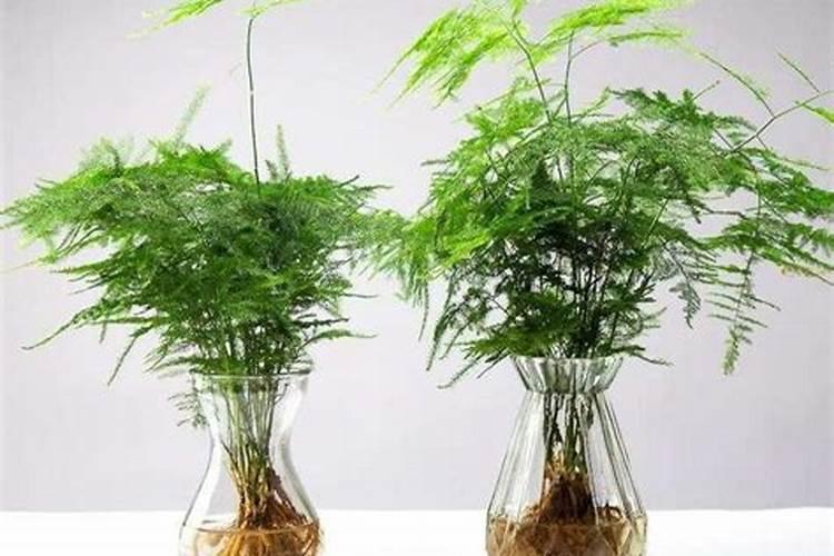 文竹施什么肥料好