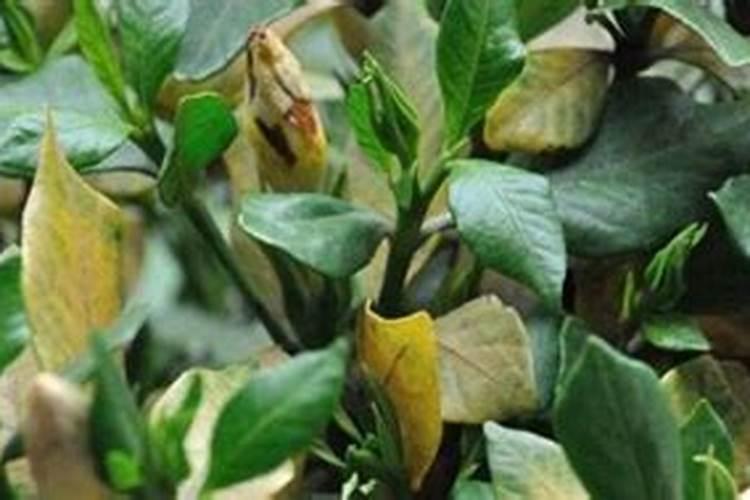 蟹爪兰的叶子发黄应该用什么肥料