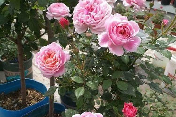 怎么自制月季花肥