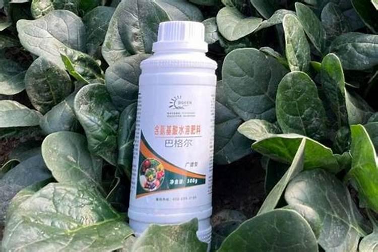叶面肥和根部追肥有什么区别 叶面肥料可以代替根部施肥吗
