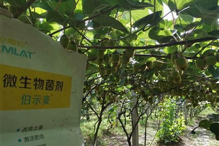 猕猴桃萌芽肥施什么肥最好