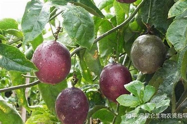 百香果挂果后施什么肥合适