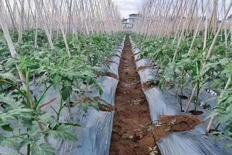 怎样给有花苞的杜鹃施肥