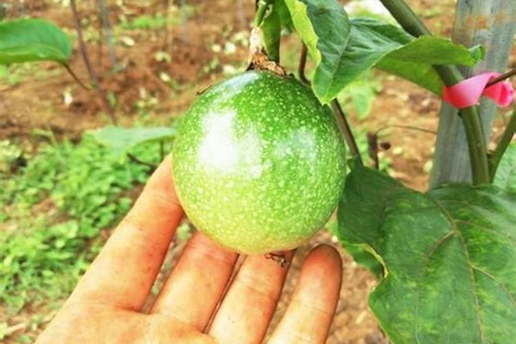 百香果施什么肥料最好