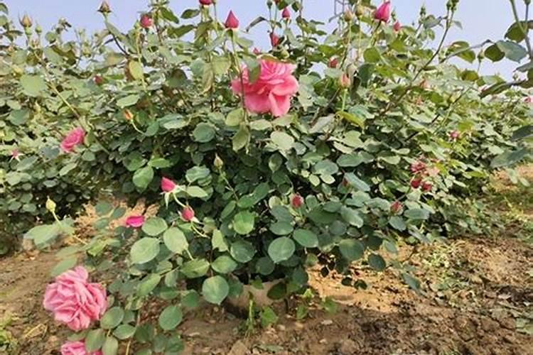 秋季养月季花禁用4种肥料这是夺命肥