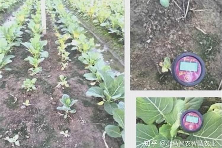 种植稻米的各个阶段,该如何掌控水肥？