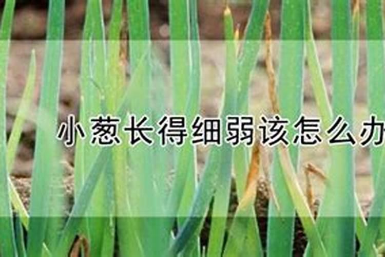 盆栽小葱又小又细怎么办