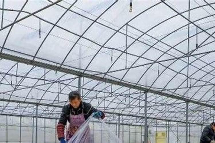 辣椒用什么叶面肥