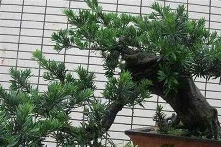 罗汉松施什么肥合适