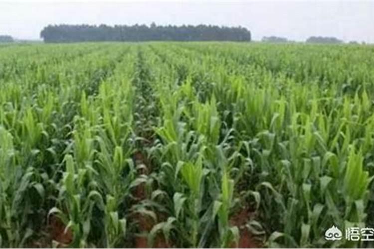 种植玉米一般施肥用什么化肥