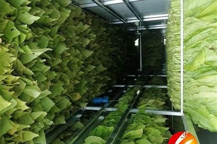 烤烟种植技术与方法