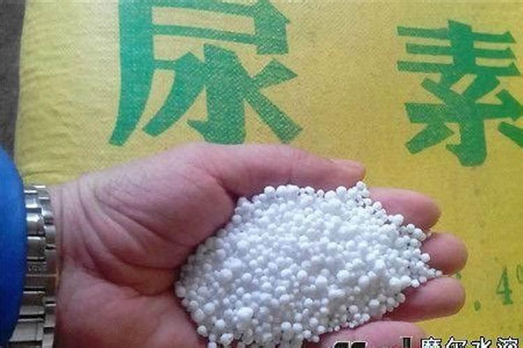 种菜用尿素还是复合肥