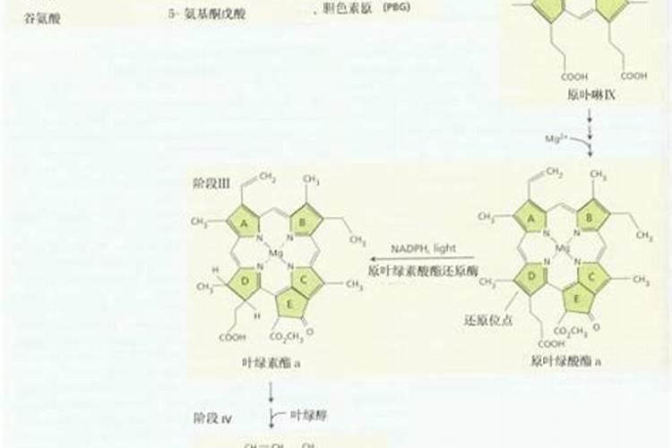促使植物叶子发绿的肥料、促使植物叶子发绿的肥料有哪些