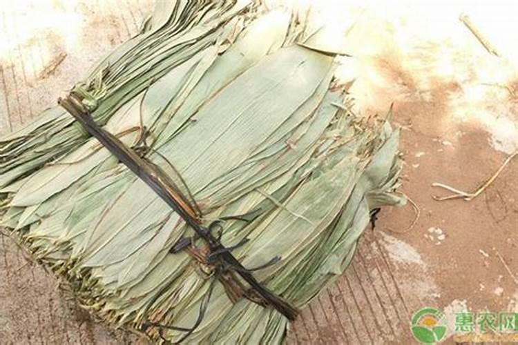 粽叶草的生长习性特点和生长环境条件
