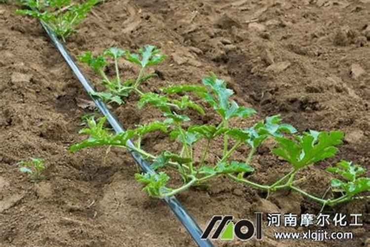葡萄缺钙有什么危害 葡萄种植怎么补钙
