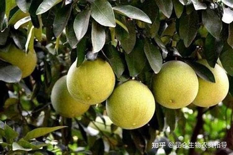 柚子树施肥方法和注意事项 教你柚子树施肥方法和注意事项