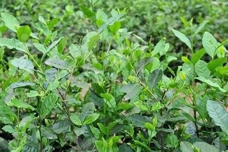 黄茶怎样施肥？