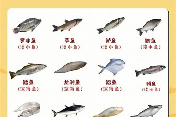 鱼是高蛋白的食物吗