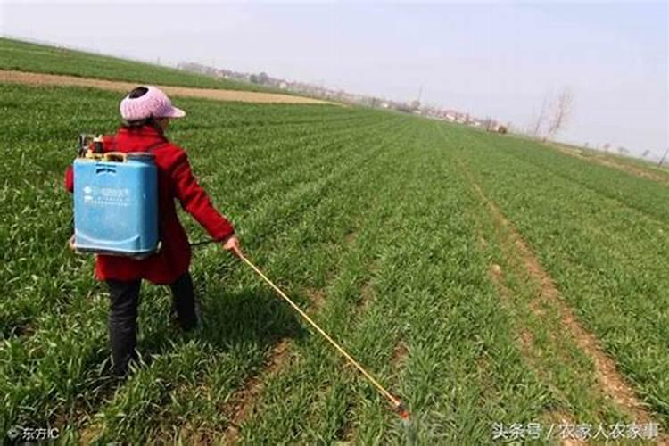 基肥是什么肥料,在什么时期施入较好？与有机肥有什么区别
