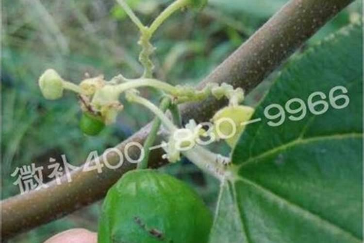 请教各位老师,青枣花前用肥用那些肥？剂最多少？