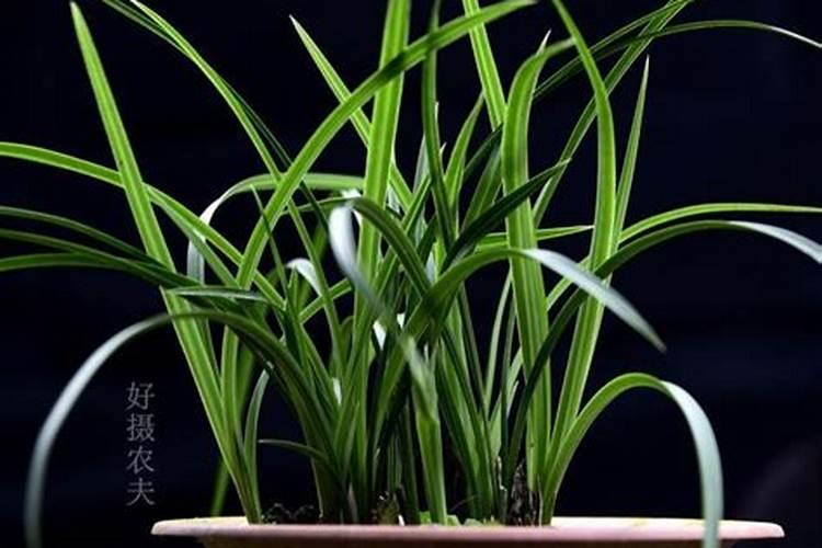 如何用黄豆制作肥水肥力暴增