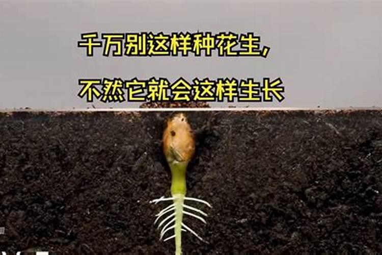 花生硼肥什么时间施用