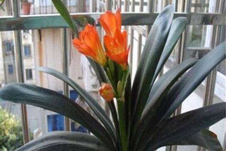 君子兰有花苞能施肥吗