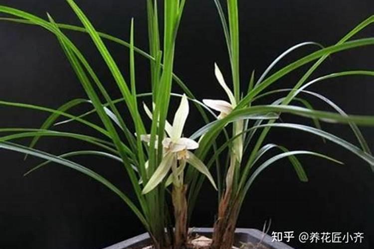 兰花换盆后多久可以施肥