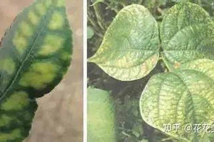 有哪些水溶肥料的厂家,做的比较好的？