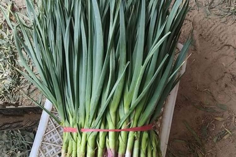 蒜苗用什么肥料好