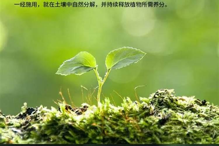 种植玉米注意哪些问题,有利于玉米优质高产？