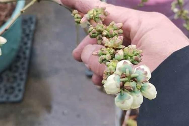 促进开花施什么肥料(果树促花用什么叶面肥好)