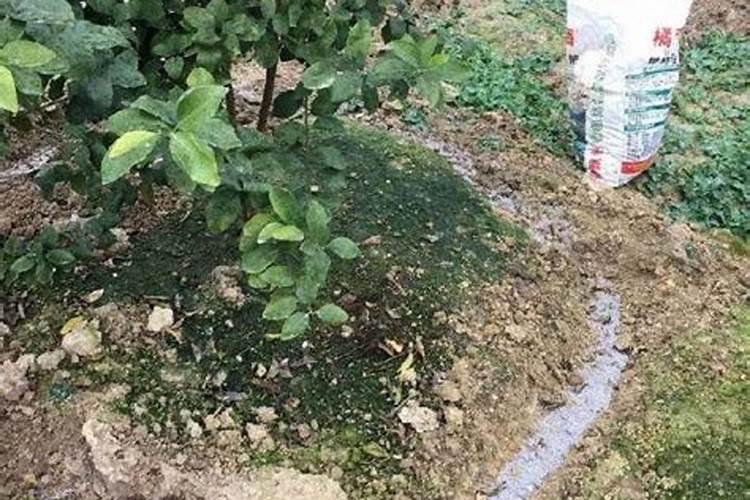 柠檬树最忌三种肥料