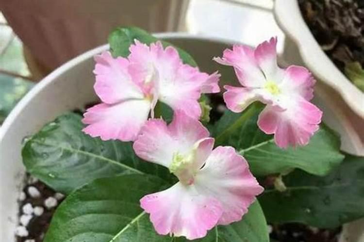 葡萄肥害如何解救