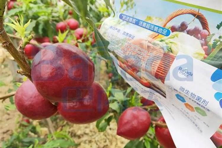 桃子什么时候是膨大期(桃子膨果期是在几月份的时间)