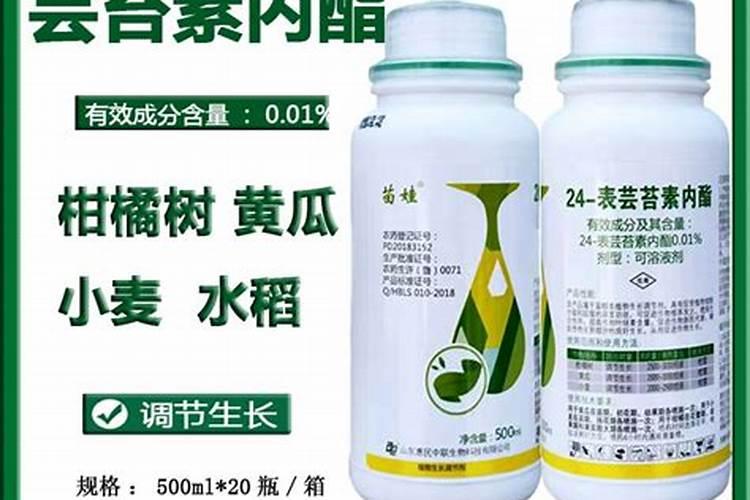 黄瓜育苗期能使用芸苔素吗？