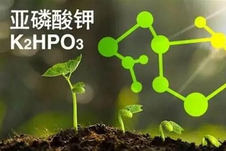 杜鹃花施什么肥,如何施肥