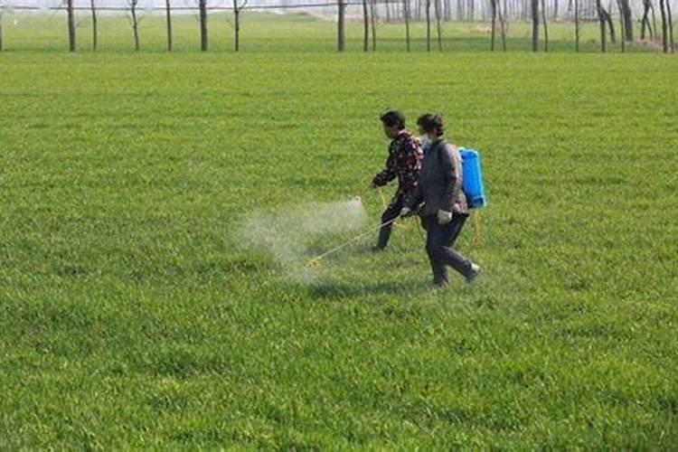春季草莓防旺长,种植期间管理不好的话,同样也会造成不小的损失百度知...