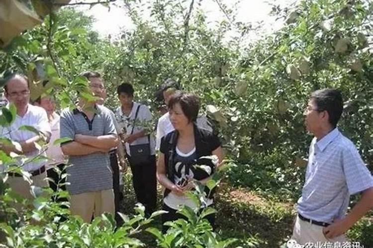 刚种下的枳壳苗,田里长满草了,望高朋介绍用什么除草剂好些