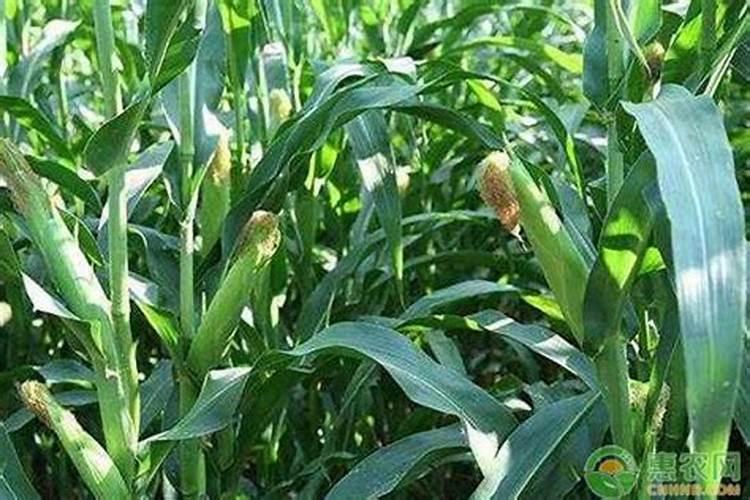 玉米一米以上的时候还用打药吗？ 什么情况必须打药 ？什么情况无需打药呢...