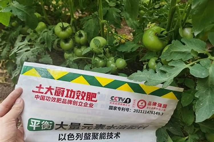 西红柿结果期水肥如何管理