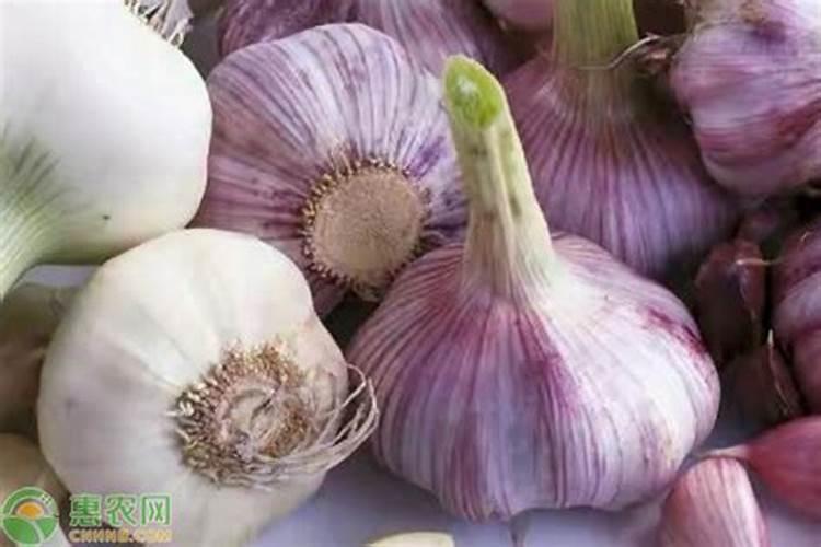 大蒜叶面肥喷什么肥最好
