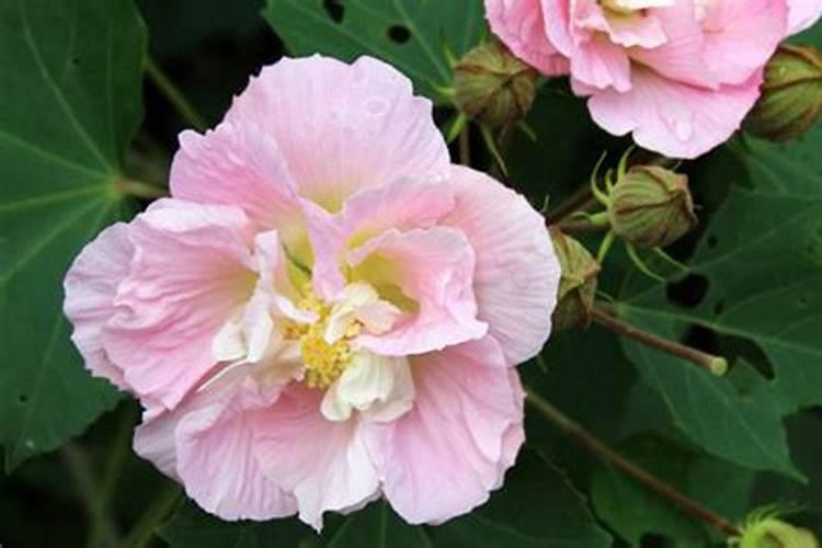 芙蓉花不长花苞怎么办