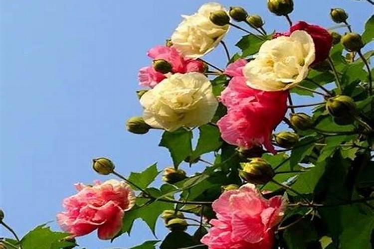 芙蓉花不长花苞怎么办