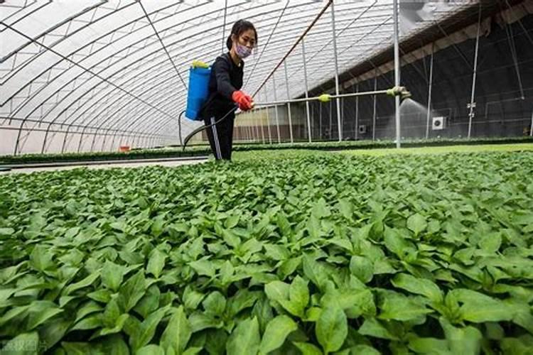 番茄有哪些方法,可以让产量更高更优质？