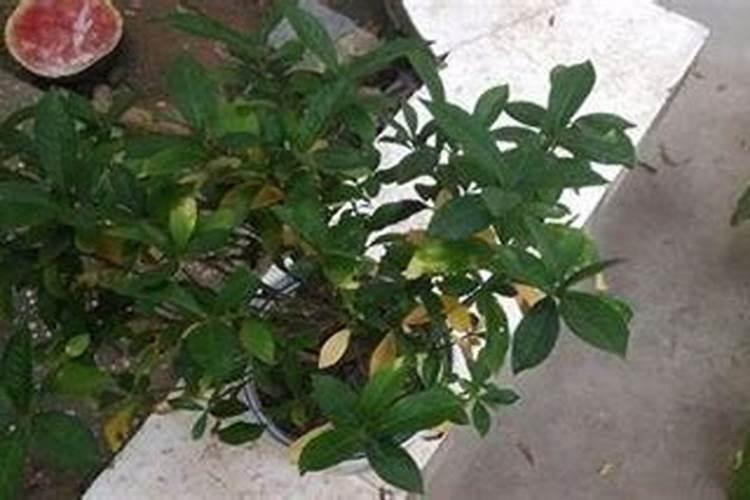 栀子花长虫了怎么处理好
